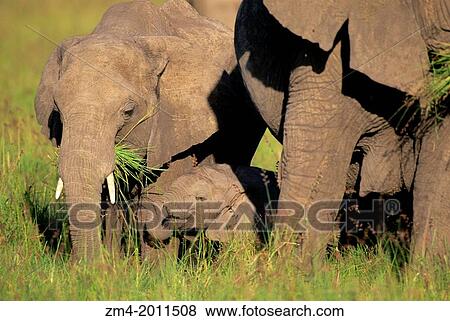 KENYA, MASAI MARA, GRASSLAND, ELEPHANT BABIES (2 MONTHS AND 3 YEARS OLD). View Large Photo Image Stock Photo - KENYA, MASAI MARA, GRASSLAND, ELEPHANT BABIES (2 MONTHS AND 3 YEARS OLD).. Fotosearch