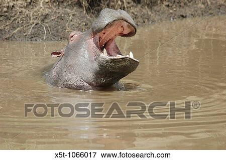 Stock Photo - Kenya, Masai Mara, hippopotamus in the Mara river open mouth. Fotosearch