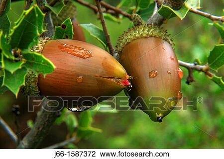 Stock Image - kermes oak acorn Quercus coccifera in the natural park Sierra Calderona Valencia. Fotosearch