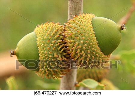 Stock Photo - Kermes Oak (Quercus coccifera), acorns. Fotosearch