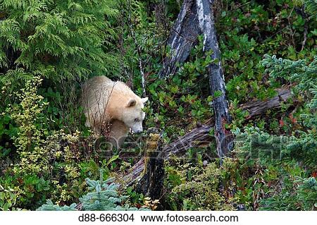 Picture - Kermode Bear (Ursus americanus kermodei). British Columbia, Canada. Fotosearch