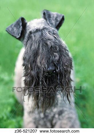 Kerry Blue Terrier dog portrait View Large Photo Image Stock Photo - Kerry Blue Terrier dog portrait. Fotosearch