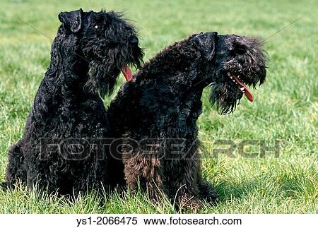 Kerry Blue Terrier Dog. View Large Photo Image Stock Photography - Kerry Blue Terrier Dog.. Fotosearch