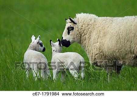 Picture - Kerry Hill Sheep flock Ewe and lambs. Fotosearch