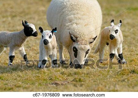 Kerry Hill Sheep flock Ewe and lambs. View Large Photo Image Stock Photo - Kerry Hill Sheep flock Ewe and lambs.. Fotosearch