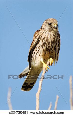 Kestrel (Falco tinnunculus), female View Large Photo Image Stock Image - Kestrel (Falco tinnunculus), female. Fotosearch
