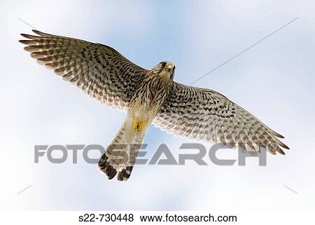 Kestrel (Falco tinnunculus), female View Large Photo Image Stock Photo - Kestrel (Falco tinnunculus), female. Fotosearch