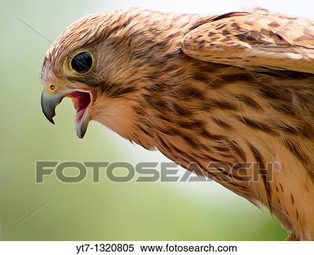Stock Photography - Kestrel. Fotosearch