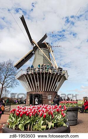 keukenhof garden. holland. View Large Photo Image Stock Image - keukenhof garden. holland.. Fotosearch