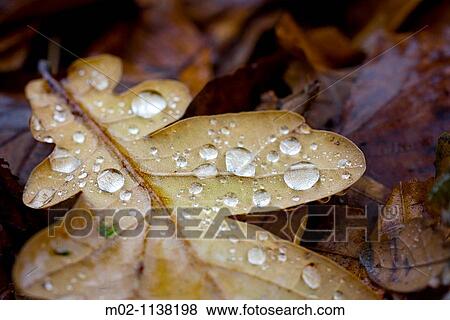 Stock Photo - Kew Gardens at autumn in London, United Kingdom, Great Britain, Europe. Fotosearch