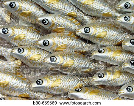 Kiel sprat, fishes, Kiel, Schleswig-Holstein, Germany View Large Photo Image Stock Photo - Kiel sprat, fishes, Kiel, Schleswig-Holstein, Germany. Fotosearch