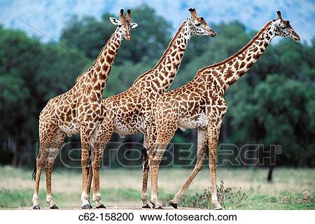 Kilimanjaro or Masai Giraffe (Giraffa camelopardalis tippelskirchi). Masai Mara National Reserve, Kenya View Large Photo Image Stock Image - Kilimanjaro or Masai Giraffe (Giraffa camelopardalis tippelskirchi). Masai Mara National Reserve, Kenya. Fotosearch