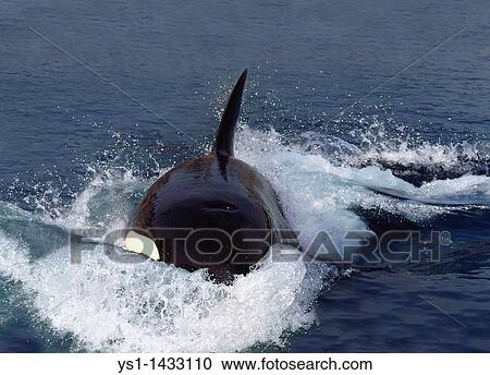 KILLER WHALE orcinus orca, ADULT STANDING AT SURFACE View Large Photo Image Stock Image - KILLER WHALE orcinus orca, ADULT STANDING AT SURFACE. Fotosearch