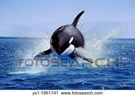 Killer Whale, orcinus orca, Adult Leaping, Canada. View Large Photo Image Stock Image - Killer Whale, orcinus orca, Adult Leaping, Canada.. Fotosearch