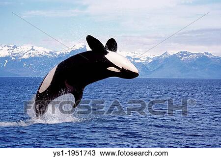Stock Image - Killer Whale, orcinus orca, Adult Leaping, Canada.. Fotosearch