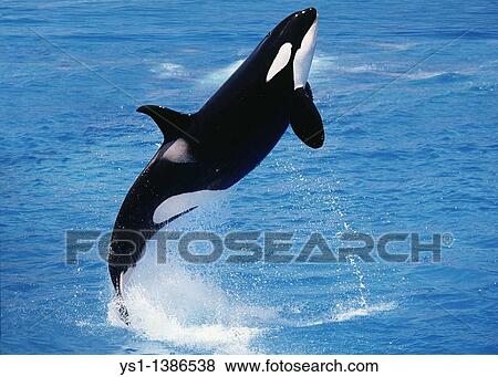 Killer Whale, orcinus orca, Adult Breaching View Large Photo Image Stock Photo - Killer Whale, orcinus orca, Adult Breaching. Fotosearch