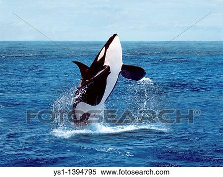 Killer Whale, orcinus orca, Adult breaching View Large Photo Image Stock Photography - Killer Whale, orcinus orca, Adult breaching. Fotosearch