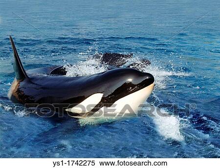 Killer Whale, orcinus orca, Adult standing at Surface, Channel near Orca's Island View Large Photo Image Stock Photography - Killer Whale, orcinus orca, Adult standing at Surface, Channel near Orca's Island. Fotosearch