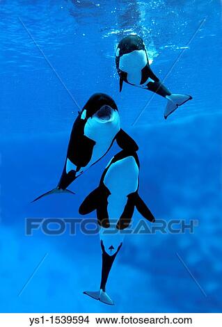 Killer Whale, orcinus orca, Adults with Calf View Large Photo Image Picture - Killer Whale, orcinus orca, Adults with Calf. Fotosearch