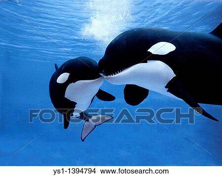 Picture - Killer Whale, orcinus orca, Female with Calf. Fotosearch