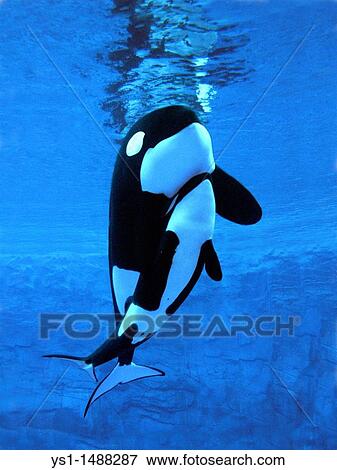 Killer Whale, orcinus orca, Female with Calf View Large Photo Image Stock Photo - Killer Whale, orcinus orca, Female with Calf. Fotosearch