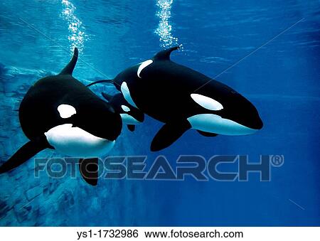 Killer Whale, orcinus orca, Female with Calf View Large Photo Image Stock Photograph - Killer Whale, orcinus orca, Female with Calf. Fotosearch