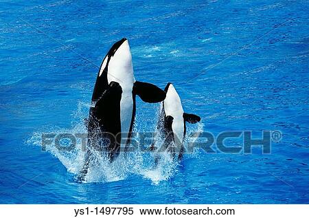 Stock Photography - Killer Whale, orcinus orca, Female with Calf Breaching. Fotosearch