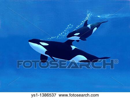 Killer Whale, orcinus orca, Mother with Calf View Large Photo Image Stock Photo - Killer Whale, orcinus orca, Mother with Calf. Fotosearch