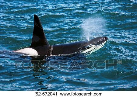 Killer whaler by Esha Ness on the Northmavine peninsula, North Mainland, Shetland Islands, Scotland, UK View Large Photo Image Stock Image - Killer whaler by Esha Ness on the Northmavine peninsula, North Mainland, Shetland Islands, Scotland, UK. Fotosearch