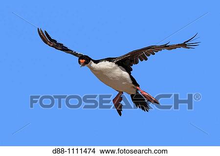 Picture - King Cormorant or White-bellied Shag (Phalacrocorax atriceps albiventer). Pebble Island, Falkland Islands. Fotosearch