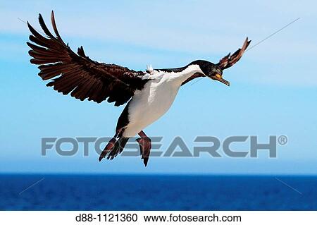Stock Image - King Cormorant or White-bellied Shag (Phalacrocorax atriceps albiventer). Sealion Island, Falkland Islands. Fotosearch