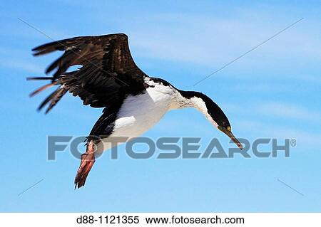 Stock Photography - King Cormorant or White-bellied Shag (Phalacrocorax atriceps albiventer). Sealion Island, Falkland Islands. Fotosearch
