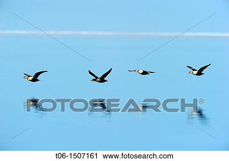 King eider flying over water Somateria spectabilis Floe edge, Arctic Bay, Nunavut, Canada View Large Photo Image Stock Image - King eider flying over water Somateria spectabilis Floe edge, Arctic Bay, Nunavut, Canada. Fotosearch