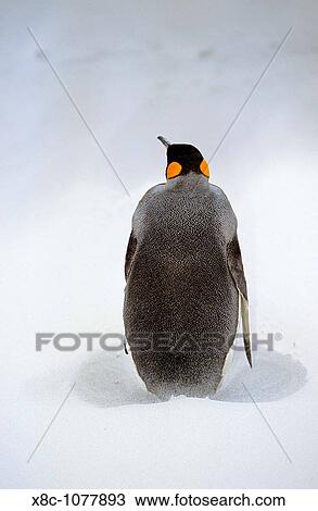 King Penguin Aptenodytes patagonica is resting on stormy weather with sandstorm at the beach at Volunteer Point on the Falkland Islands after returning from fishing Antarctica, Subantarctica, Falkland Islands, December 2002 View Large Photo Image Stock Image - King Penguin Aptenodytes patagonica is resting on stormy weather with sandstorm at the beach at Volunteer Point on the Falkland Islands after returning from fishing Antarctica, Subantarctica, Falkland Islands, December 2002. Fotosearch