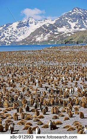 King Penguin Aptenodytes patagonica colony on beach with lots of chicks, St Andrews Bay, Island of South Georgia, November 2003 View Large Photo Image Stock Image - King Penguin Aptenodytes patagonica colony on beach with lots of chicks, St Andrews Bay, Island of South Georgia, November 2003. Fotosearch