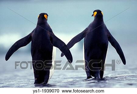 King Penguin, aptenodytes patagonica, Adults walking on Beach, Colony in Salisbury Plain, South Georgia. View Large Photo Image Stock Image - King Penguin, aptenodytes patagonica, Adults walking on Beach, Colony in Salisbury Plain, South Georgia.. Fotosearch