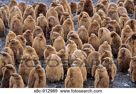 King Penguin Aptenodytes patagonica creche of chicks, St Andrews Bay, Island of South Georgia, November 2003 View Large Photo Image Stock Photo - King Penguin Aptenodytes patagonica creche of chicks, St Andrews Bay, Island of South Georgia, November 2003. Fotosearch