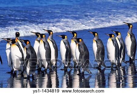 Stock Photo - KING PENGUIN aptenodytes patagonica, GROUP WALKING ON BEACH, SALISBURY PLAIN IN SOUTH GEORGIA. Fotosearch