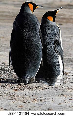 King Penguin (Aptenodytes patagonicus), Saunders Island, Falkland Islands, UK View Large Photo Image Picture - King Penguin (Aptenodytes patagonicus), Saunders Island, Falkland Islands, UK. Fotosearch