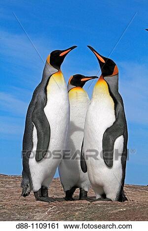 King Penguin (Aptenodytes patagonicus). Saunders Island, Falkland Islands View Large Photo Image Stock Image - King Penguin (Aptenodytes patagonicus). Saunders Island, Falkland Islands. Fotosearch