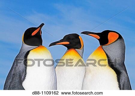 King Penguin (Aptenodytes patagonicus). Saunders Island, Falkland Islands View Large Photo Image Stock Image - King Penguin (Aptenodytes patagonicus). Saunders Island, Falkland Islands. Fotosearch