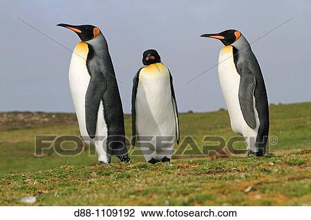 King Penguin (Aptenodytes patagonicus). Volunteer Point, East Falkland, Falkland Islands View Large Photo Image Stock Image - King Penguin (Aptenodytes patagonicus). Volunteer Point, East Falkland, Falkland Islands. Fotosearch