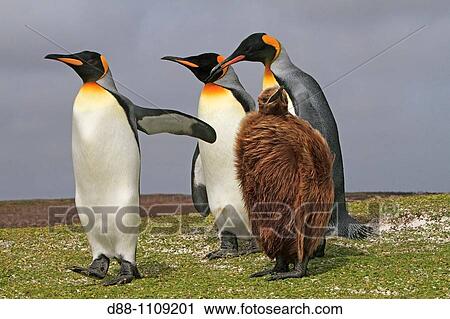 Stock Image - King Penguin (Aptenodytes patagonicus). Volunteer Point, East Falkland, Falkland Islands. Fotosearch