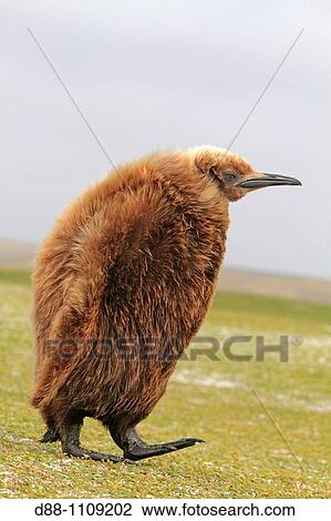 King Penguin (Aptenodytes patagonicus). Volunteer Point, East Falkland, Falkland Islands View Large Photo Image Stock Image - King Penguin (Aptenodytes patagonicus). Volunteer Point, East Falkland, Falkland Islands. Fotosearch
