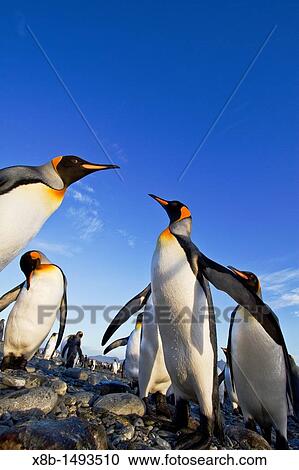 King penguin Aptenodytes patagonicus breeding and nesting colony at Salisbury Plains in the Bay of Isles, South Georgia, Southern Ocean View Large Photo Image Stock Image - King penguin Aptenodytes patagonicus breeding and nesting colony at Salisbury Plains in the Bay of Isles, South Georgia, Southern Ocean. Fotosearch