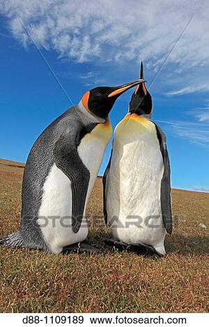 Stock Photo - King Penguin (Aptenodytes patagonicus). Volunteer Point, East Falkland, Falkland Islands. Fotosearch
