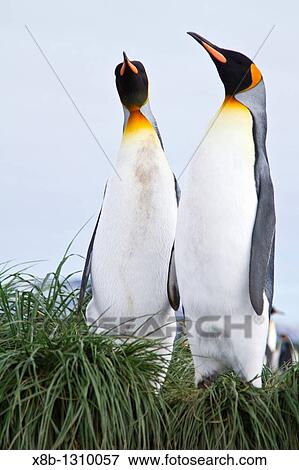 King penguin Aptenodytes patagonicus breeding and nesting colony at Salisbury Plains, Bay of Isles on South Georgia Island, Southern Ocean View Large Photo Image Stock Photo - King penguin Aptenodytes patagonicus breeding and nesting colony at Salisbury Plains, Bay of Isles on South Georgia Island, Southern Ocean. Fotosearch