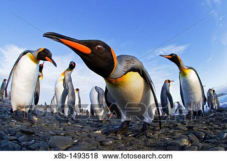 King penguin Aptenodytes patagonicus breeding and nesting colony at Salisbury Plains in the Bay of Isles, South Georgia, Southern Ocean View Large Photo Image Stock Photo - King penguin Aptenodytes patagonicus breeding and nesting colony at Salisbury Plains in the Bay of Isles, South Georgia, Southern Ocean. Fotosearch