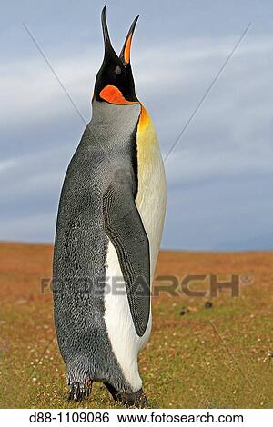 King Penguin (Aptenodytes patagonicus). Saunders Island, Falkland Islands View Large Photo Image Stock Photograph - King Penguin (Aptenodytes patagonicus). Saunders Island, Falkland Islands. Fotosearch