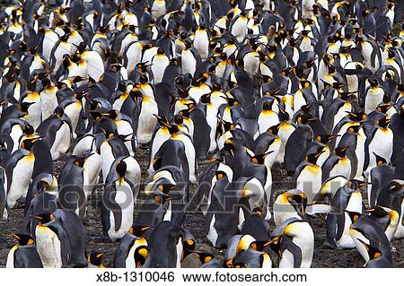 Stock Photograph - King penguin Aptenodytes patagonicus breeding and nesting colony at Salisbury Plains, Bay of Isles on South Georgia Island, Southern Ocean. Fotosearch